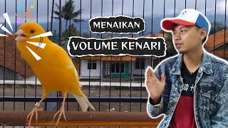 4 Cara menaikan volume suara burung kenari