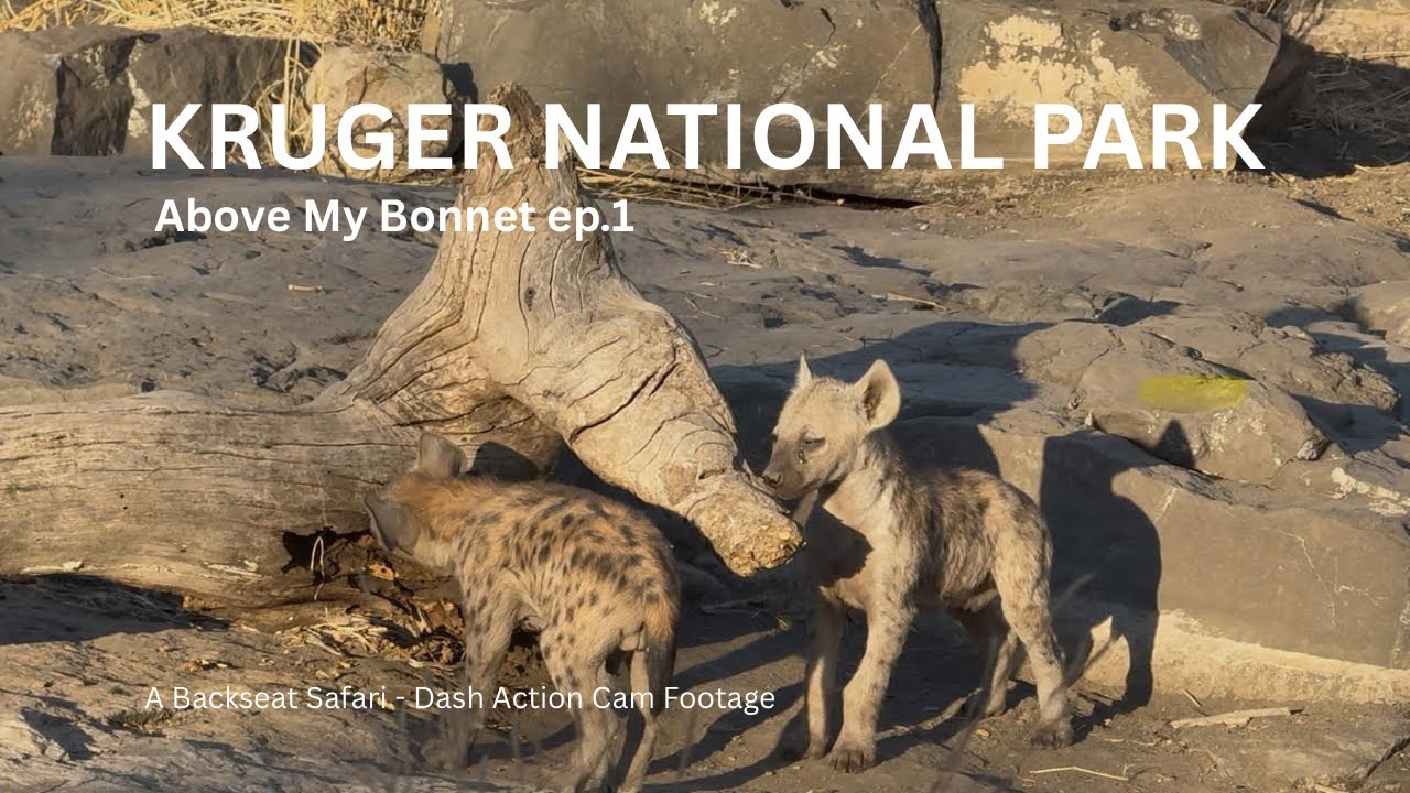 Kruger National Park | Above My Bonnet ep.1 | Skukuza - Letaba