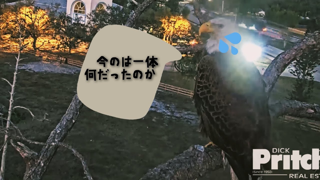 part4【SWFL Eagles】シングルファザー女難の日々 〜Southwest Florida Eagle Cam 鷲〜