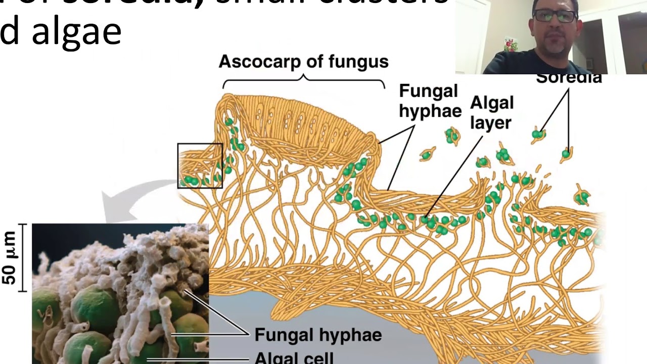 Лишайники функции гриба и водоросли. Внутреннее строение лишайника. Тело лишайника. Водоросли и лишайники. Симбиоз гриба и водоросли в лишайнике.