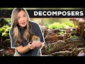 Decomposers Role in the Ecosystem