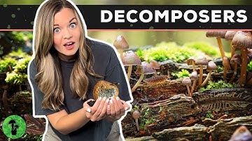 Decomposers Role in the Ecosystem