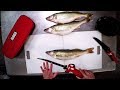 How to Fillet Walleye w/ Electric Fillet Knifes