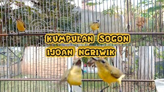 KUMPULAN SUARA SOGON IJOAN NGRIWIK PANCINGAN AMPUH SOGON BAHAN   #sogonijoanngriwik #sogonijoangacor