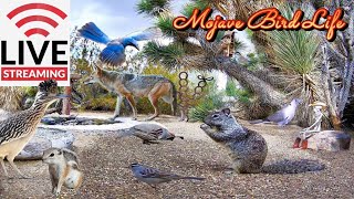 LIVE Desert Watering Hole Ground Cam: Quail, Roadrunners, Woodpeckers, Hawks & More! ✨Ad Free✨