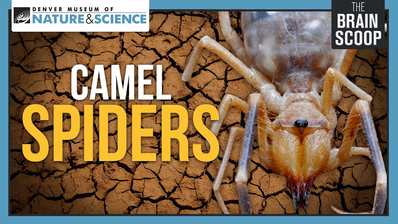 Camel Spiders: Neither Camels, Nor Spiders