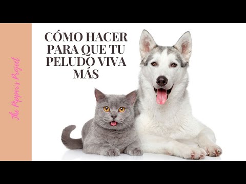 Video: ¿Podemos extender la vida de nuestros perros?