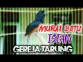 Murai Batu Ngriwik Kasar Full Isian Gereja Tarung Lovebird Kapas Tembak Dan Cililin Mp3 - Mp4 Download