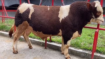 BADAI AMUNISI NON POEL KONTES SAPI JEMBER United Farm‼️🔥