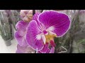 Эта орхидея сразила меня своей необычностью.Шикарный завоз орхидей в с.ц.Лейка(Махачкала).