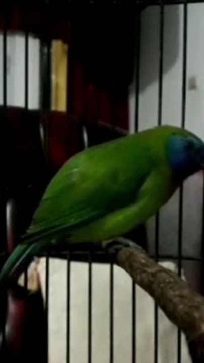 Burung Kinoi gacor ngebren