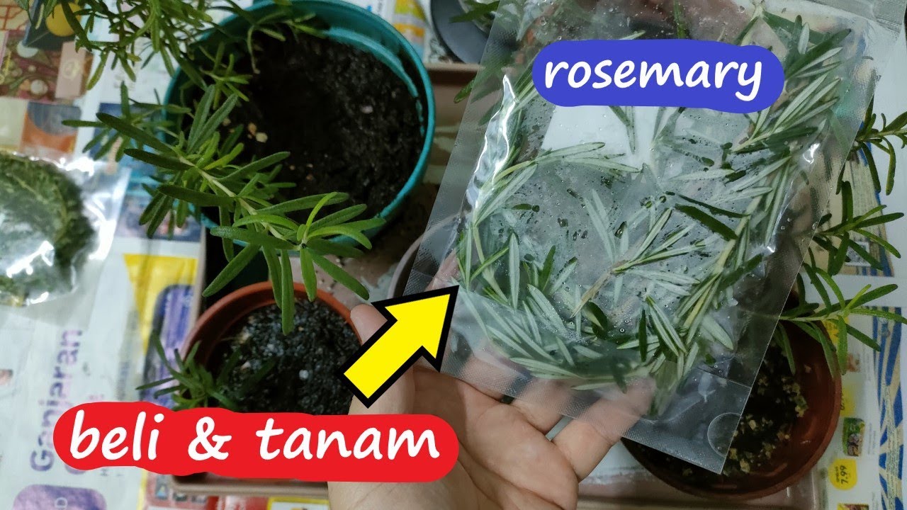 Cara Tanam Dalam Pasu Pokok Rosemary Guna Keratan Batang 