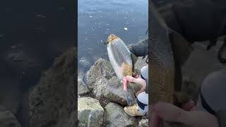 Brown Trout Egg Wagon!!#subscribe #viral #viralvideo #fishing #browntrout