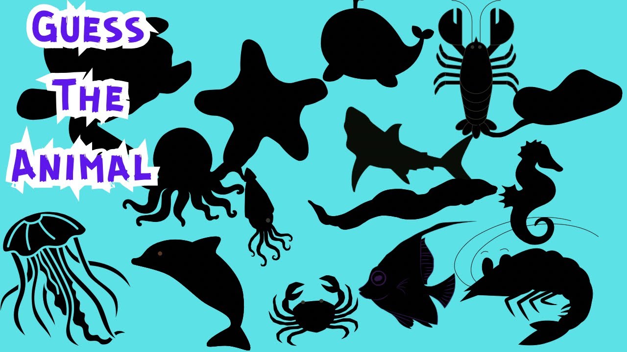 Guess The Sea Animal From Their Shadow | Quiz for Kids | Kindergarten ...