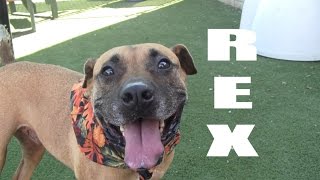 T-REX (ADOPTED!)