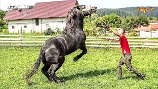 Discover the Top 5 Most Beautiful Romanian Horse Breeds