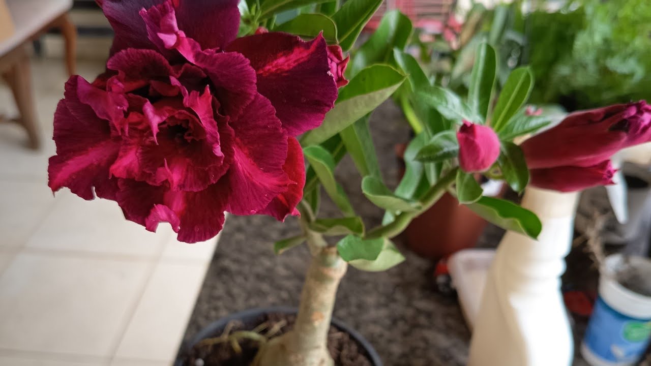 Primeira poda pra se embelezar 