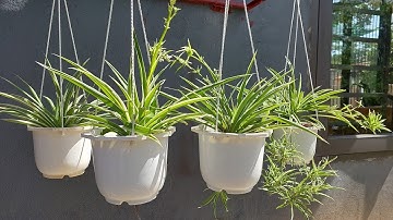 Tác dụng cỏ Lan Chi và cách chăm sóc đặc biệt để cây phát triển khỏe mạnh