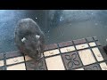 Chessmaster? Chess hamster!
