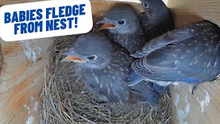 Baby Bluebirds Fledge from Nest!