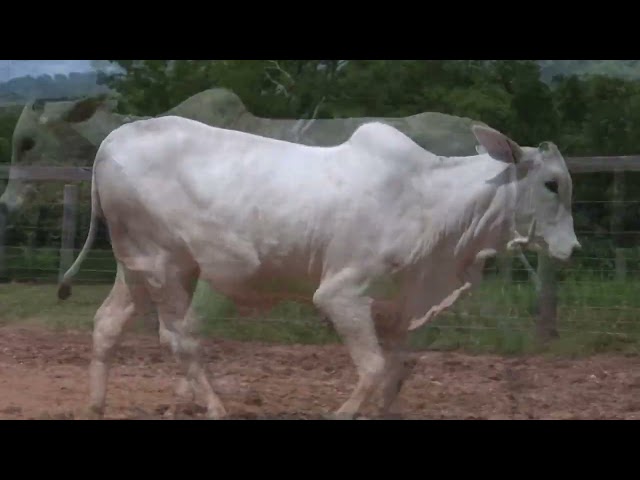 Lote 16   Leilão Matrizes Fazenda Santa Tereza