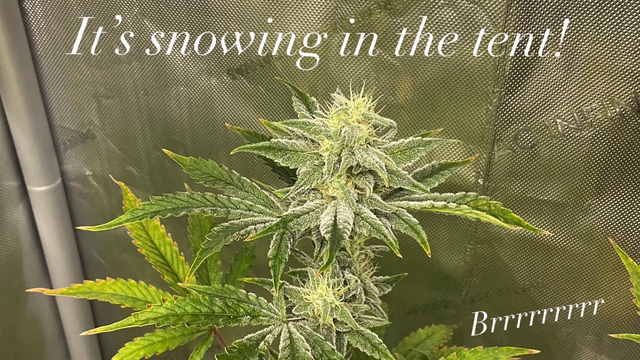 Growing Mephisto autoflowers with Grow Dots and Blumats! YouTube