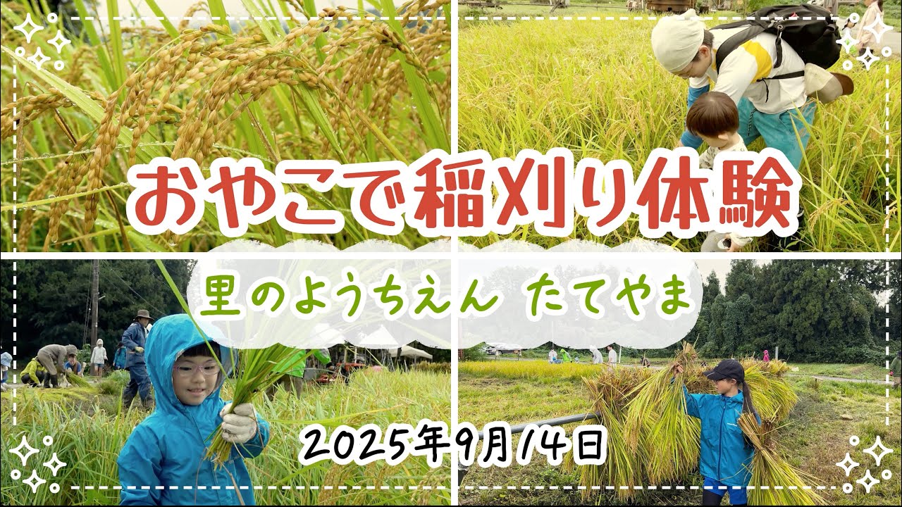 里のようちえんたてやま「おやこで稲刈り体験」ー2025年9月14日ー