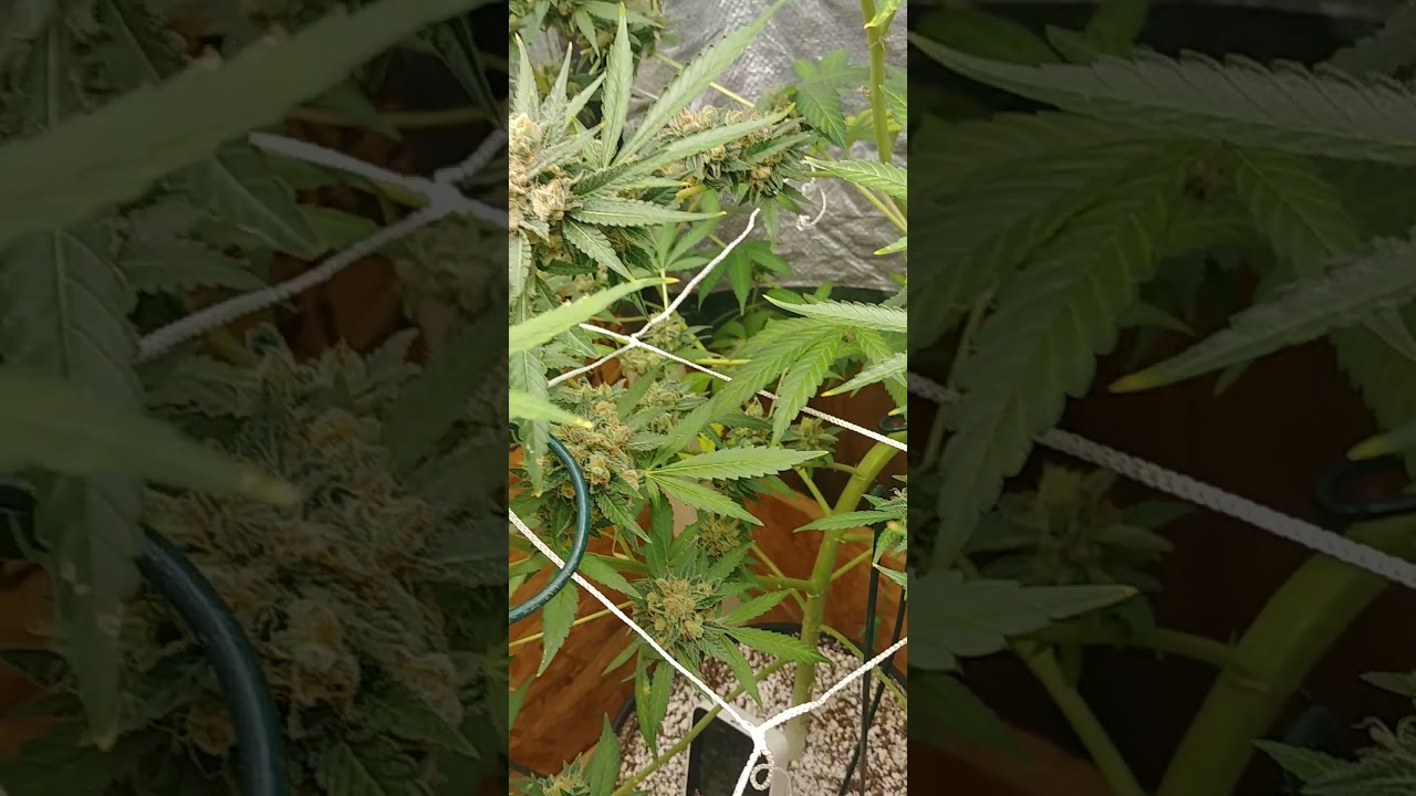 "Cherry Diesel" finishing up week 8