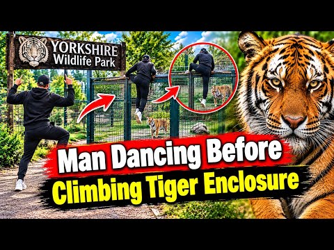 Man Dies After Tiger Attack at Yorkshire Wildlife Park UK🇬🇧 Latest News Man Dancing Witnesses said..