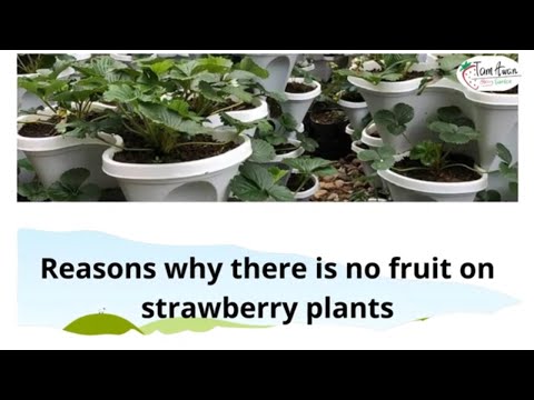 Video: Geen fruit op aardbeienplanten - waarom zijn er geen aardbeien