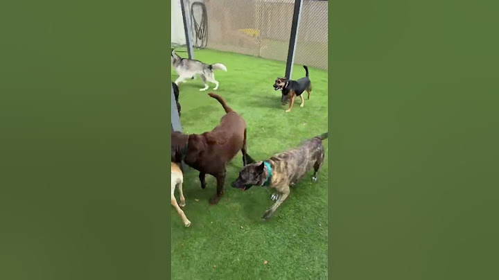 Dogs Go Wild With Zoomies in the Yard!