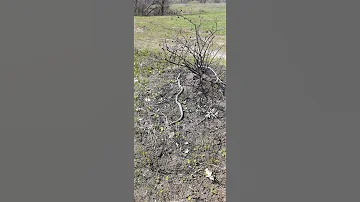 Желтобрюхий полоз , бросок как у кобры...