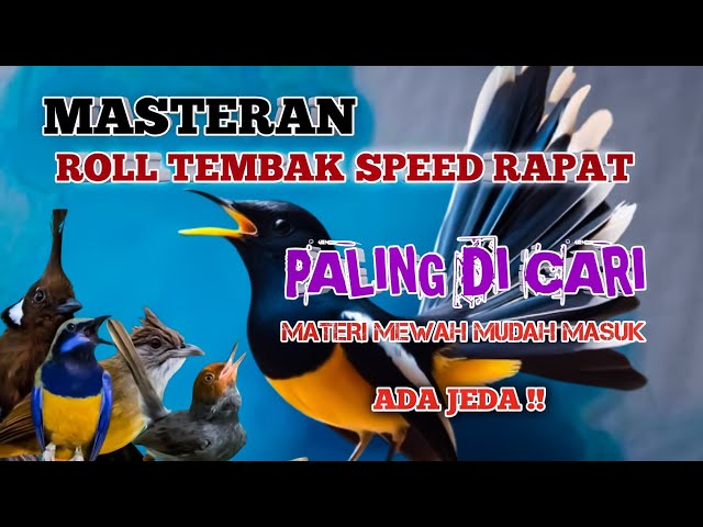 2 jam masteran ROLL TEMBAK speed rapat paling di cari materi mewah ADA JEDA class=