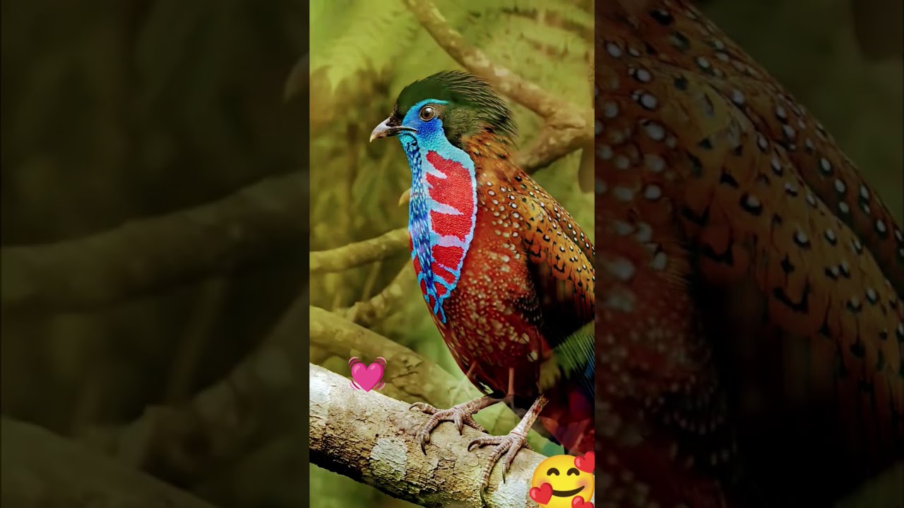 Morning Bliss with Bright and Colorful Birds💖