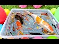 Unboxing Ikan Cupang Warna Warni, Ikan Guppy, Ikan Hias, Lele, Koki, Koi, Glofish, kura kura brazil