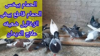 استحاله حمامك يتأخر في البيض تاني#وداعا  لضعف الحمام #علاج الديدان بالاعشاب#زياده معدل البيض#سيد فرج