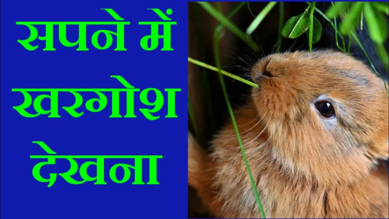 सपने में खरगोश देखना, rabbit dreams, rabbit dream interpretation