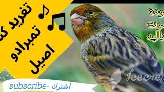 تغريد كناري تمبرادو الاصيل| taghreed canary (timbrado) authentic