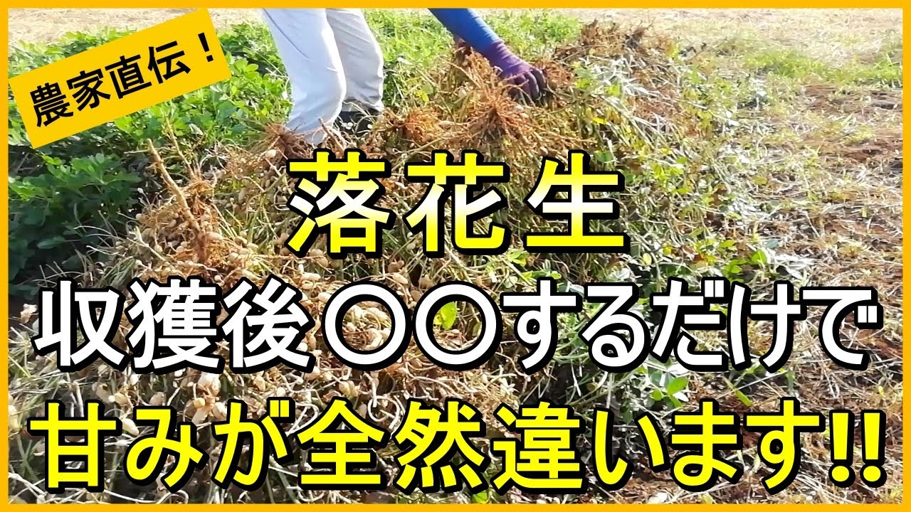 Growing Peanuts] Here's What You Need to Know! Tips for Harvesting