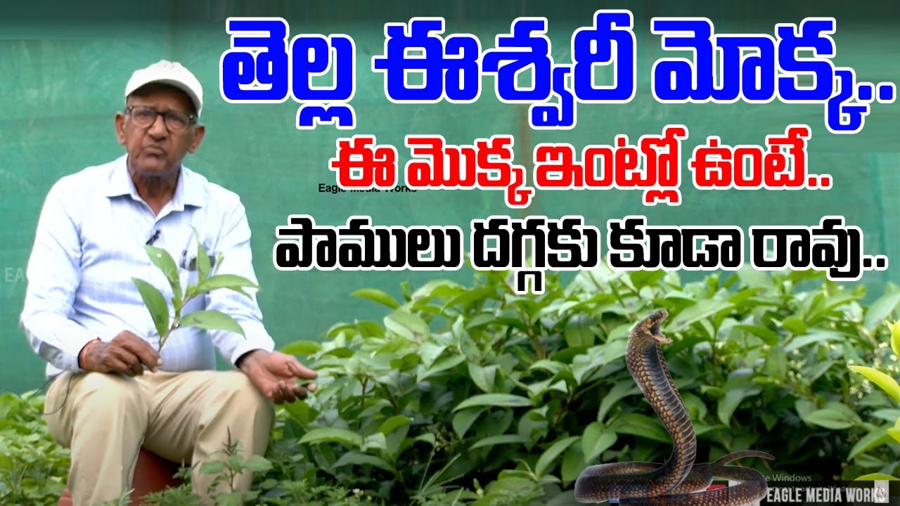 Snake Repellent Plant - తెల్ల ఈశ్వరి మొక్క | Eagle Media Works