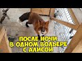 Ли Сяо / Alice the Fox Алиса Лиса (Сырные сокровища Арчи и очень добрая Алиса)