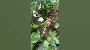 CỎ ĐỒNG TIỀN, HOA SÚNG, LÚA VÀ CÁ CẢNH