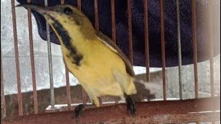 Suara crecet crecet Sogon mencari teman