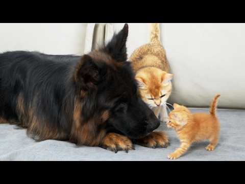 Mama Cat Entrusts Her Adopted Kitten To German Shepherd