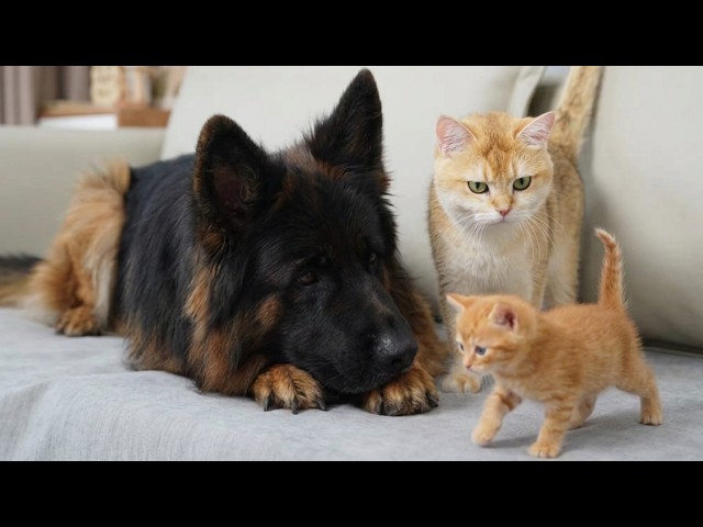 Mama Cat Entrusts Her Adopted Kitten To German Shepherd