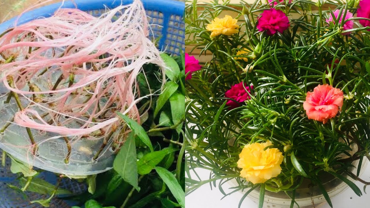 Cách trồng rau răm và hoa mười giờ thuỷ canh/ T3 Garden - YouTube