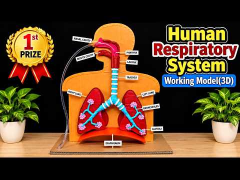 human respiratory system working model(lungs) - diy - for science exhibition - biology - craftpiller