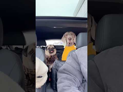ОСКАРА И ДЖОНИ ЗАМАНИЛИ В КВЕСТ 😱