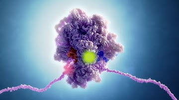 Single-molecule FRET Imaging at St. Jude