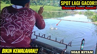 Tes SOAX hitam di rakit Beben || Sambaran nila besar-besar bikin kewalahan!